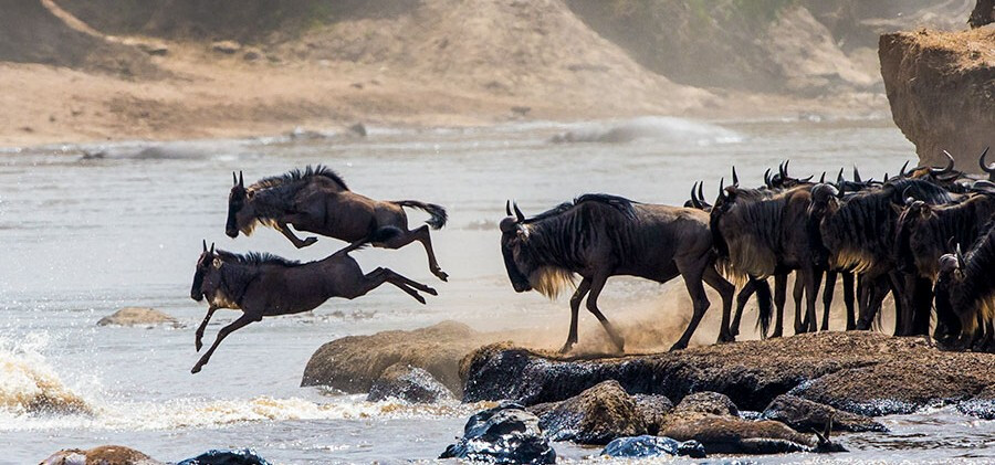 best great migration safaris