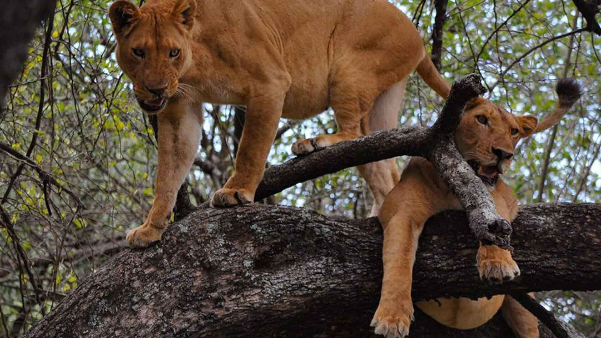 kleding voor safari in tanzania
