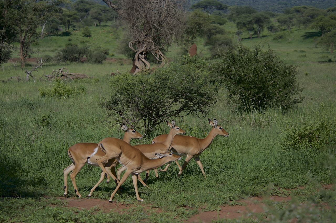 safari tanzania ottobre