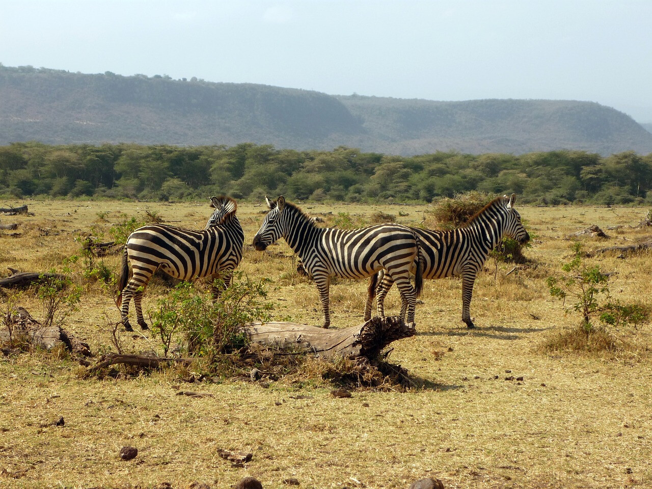 serengeti safari best time to go