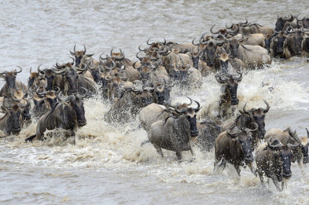 A herd of wildebeest crossing the Mara River in the Serengeti National Park, Tanzania.